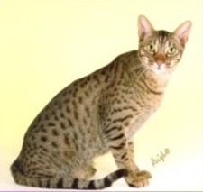 a beautiful GP chocolate Ocicat