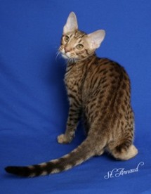 Ragtime, a beautiful chocolate Ocicat