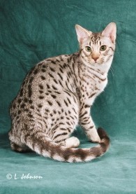 Chipp, a beautiful GC chocolate silver Ocicat