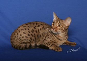 GC Ocipaws