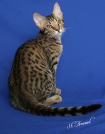 Boogie, a beautiful tawny Ocicat